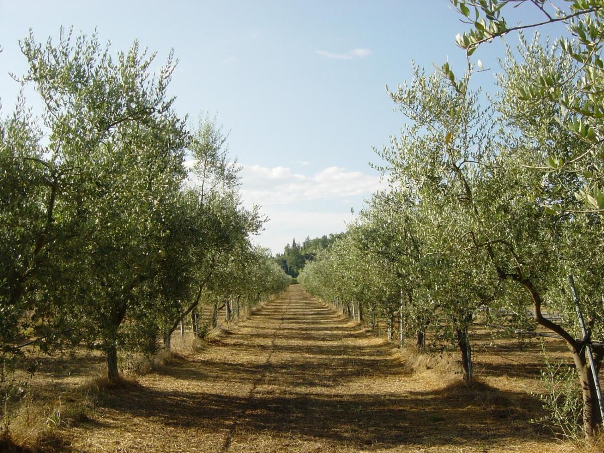 Agriturismo Il Selvino Terricciola Eksteriør bilde